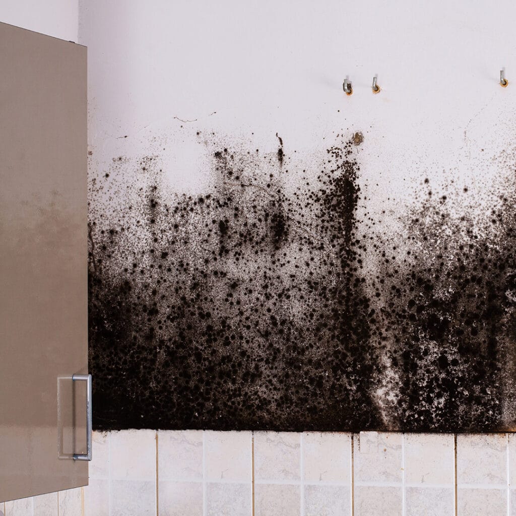 Mold behind kitchen cabinets.